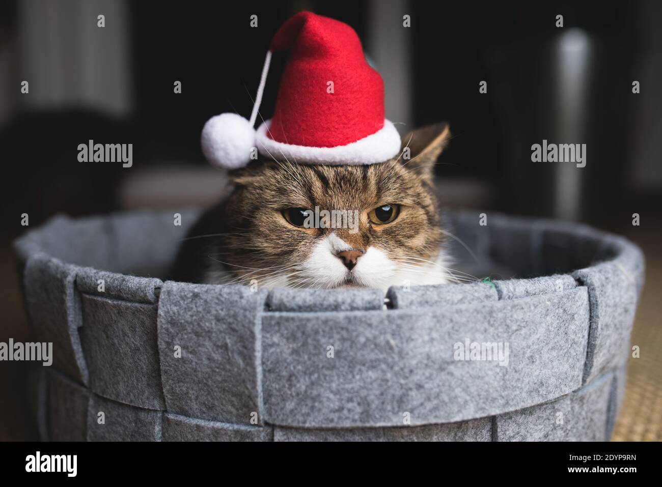 Tabby british shorthait Katze mit Santa Hut auf ralxing in PET-Wette Stockfoto