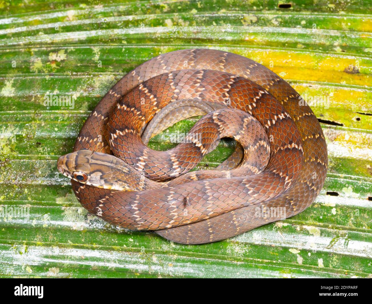 Northern Woodland Racer (Drymoluber dichrous) Auf einem Palmblatt im Regenwald in der aufgewellt Ecuadorianischen Amazonas Stockfoto