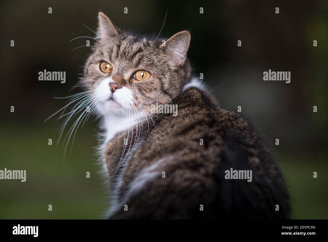 Porträt einer tabby weißen britischen Kurzhaarkatze, die im Freien zurückblickt Stockfoto