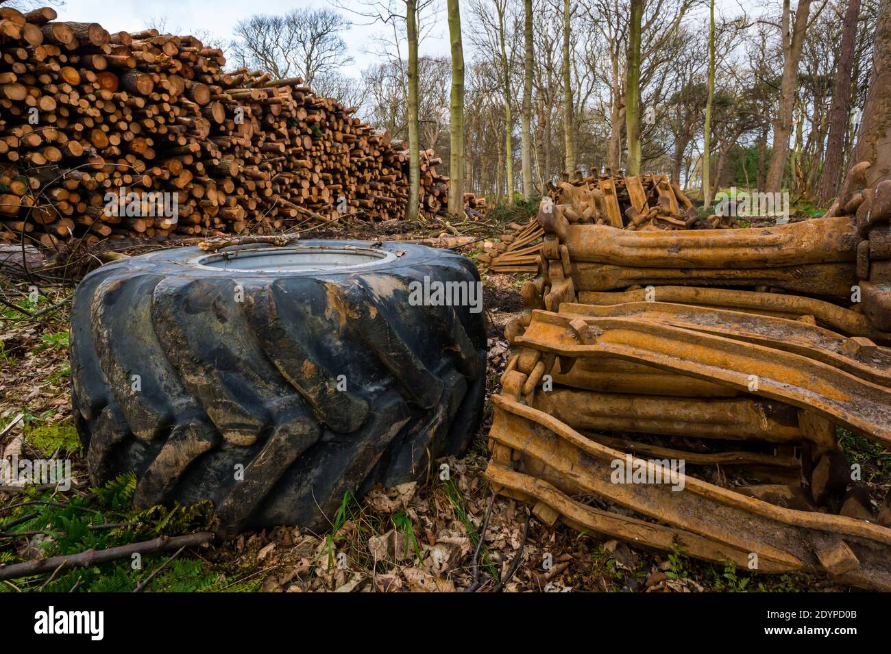 Forstarbeiten und Baumfällung im Wald mit großen Reifen und Holzstapel von Baumstämmen, East Lothian, Schottland, Großbritannien Stockfoto