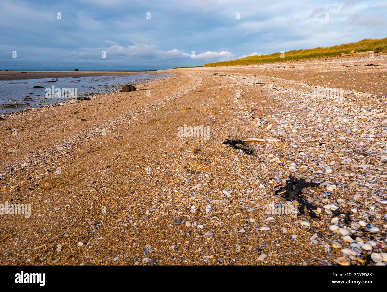 Blick auf den sandigen, geschwungenen Strand mit Muscheln und verdunkeltem Himmel, East Lothian, Schottland, Großbritannien Stockfoto