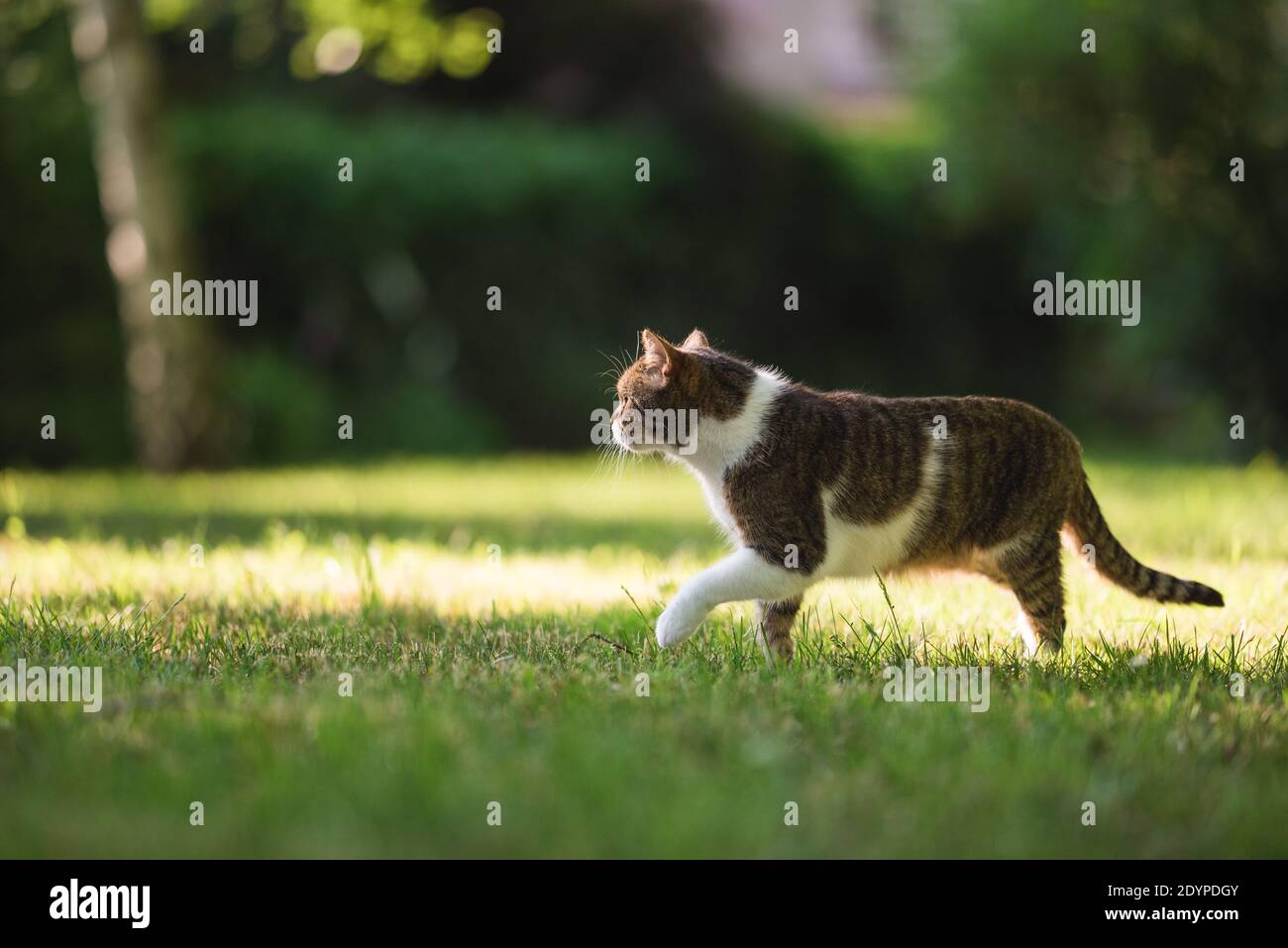 Britisch Kurzhaar Katze durch den Garten schlich Stockfoto