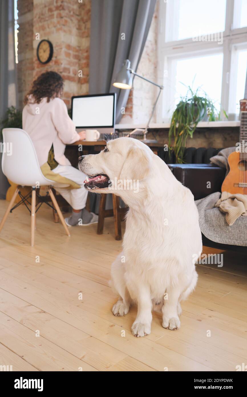 Nettes Haustier wartet auf seinen Besitzer, während sie an arbeitet Computer online zu Hause Stockfoto