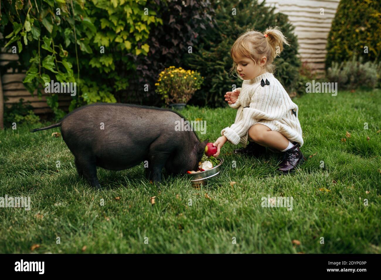 Kind füttert schwarzes Schwein im Garten, Pflege für Tiere Stockfoto