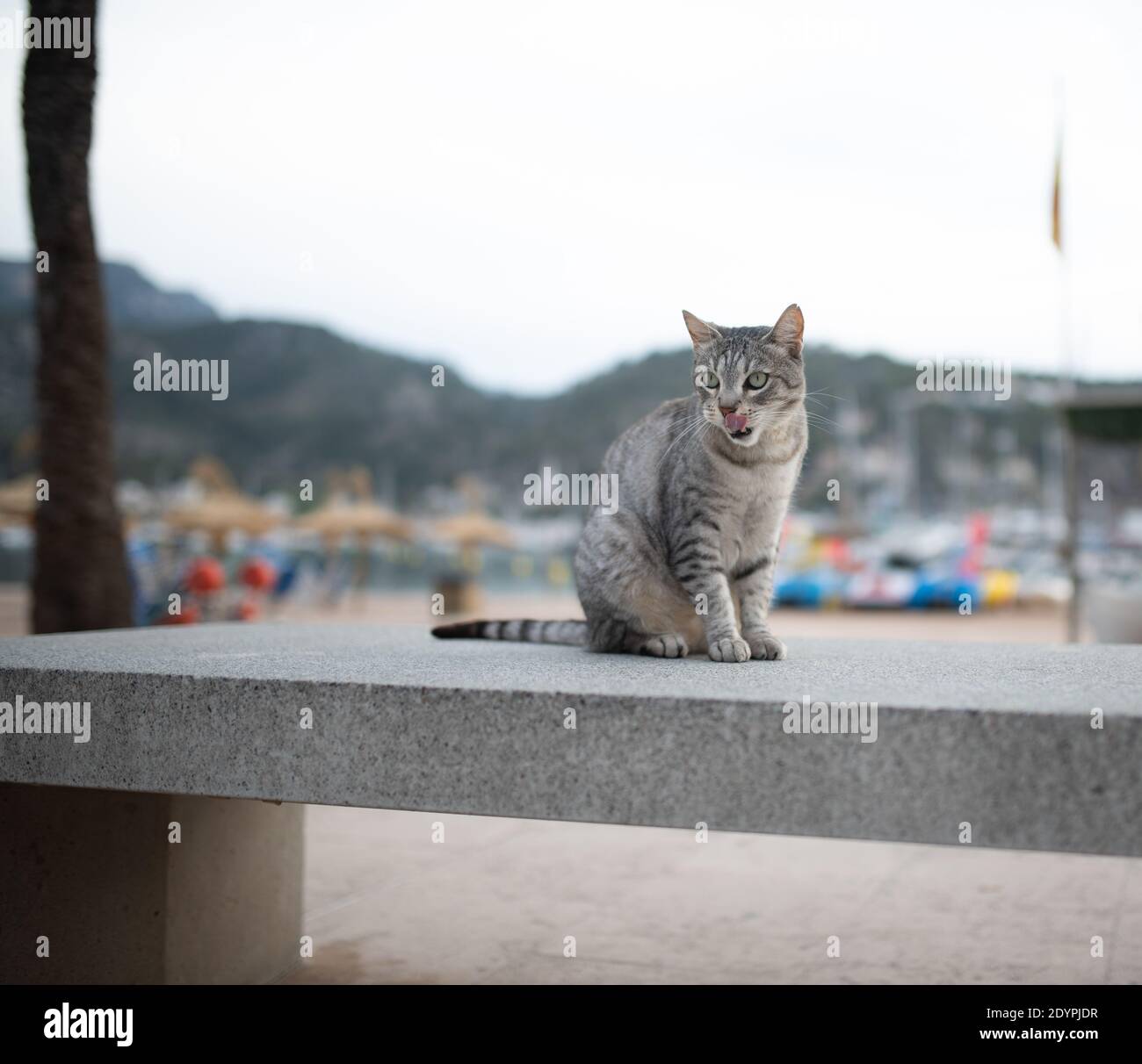 Schöne silberne gestromte streunende Katze mit Ohrkerbe auf Betonbank vor dem Strand, die Zunge in Port de Soller, Mallorca, ragt Stockfoto