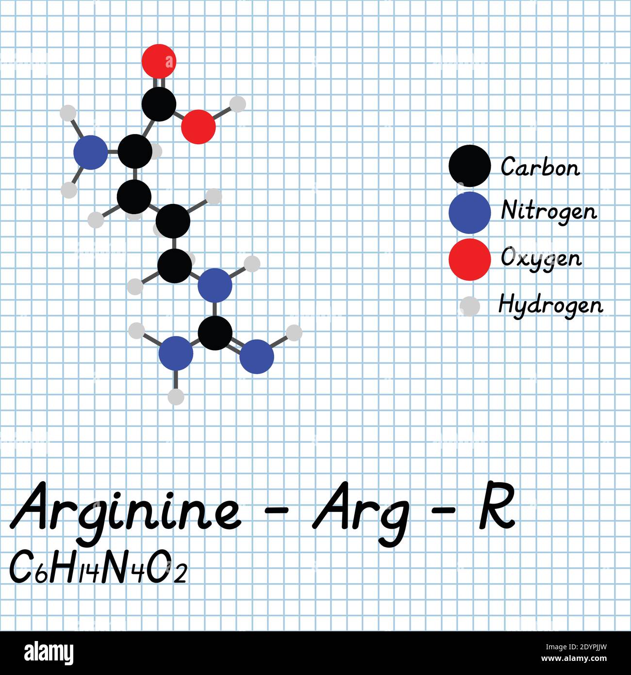 Arginin - Arg - R Amino Säure molekulare Formel und chemische Struktur . 2D Ball und Stick Modell auf Schule Papier Blatt Hintergrund. EPS10 Stock Vektor