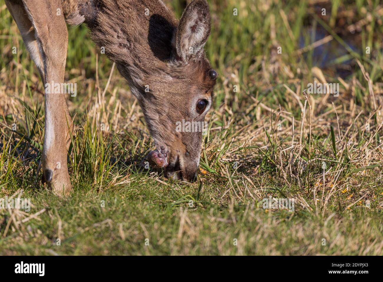 Junger Weißschwanzbock mit einem Wachstum unter seinem Kinn. Stockfoto