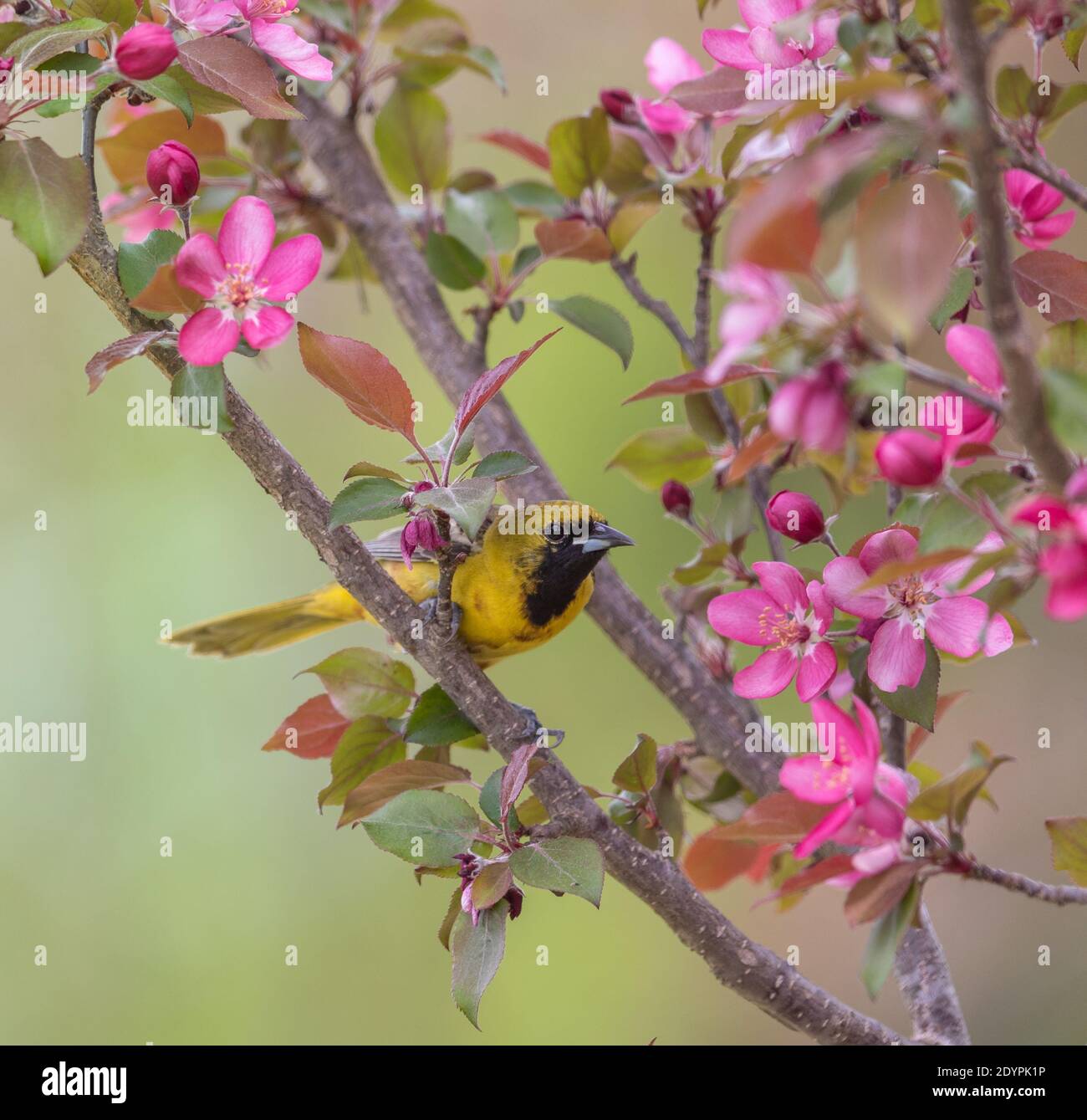 Unreife männliche Obstgarten Oriole in einem Krabbelbaum im Norden von Wisconsin. Stockfoto