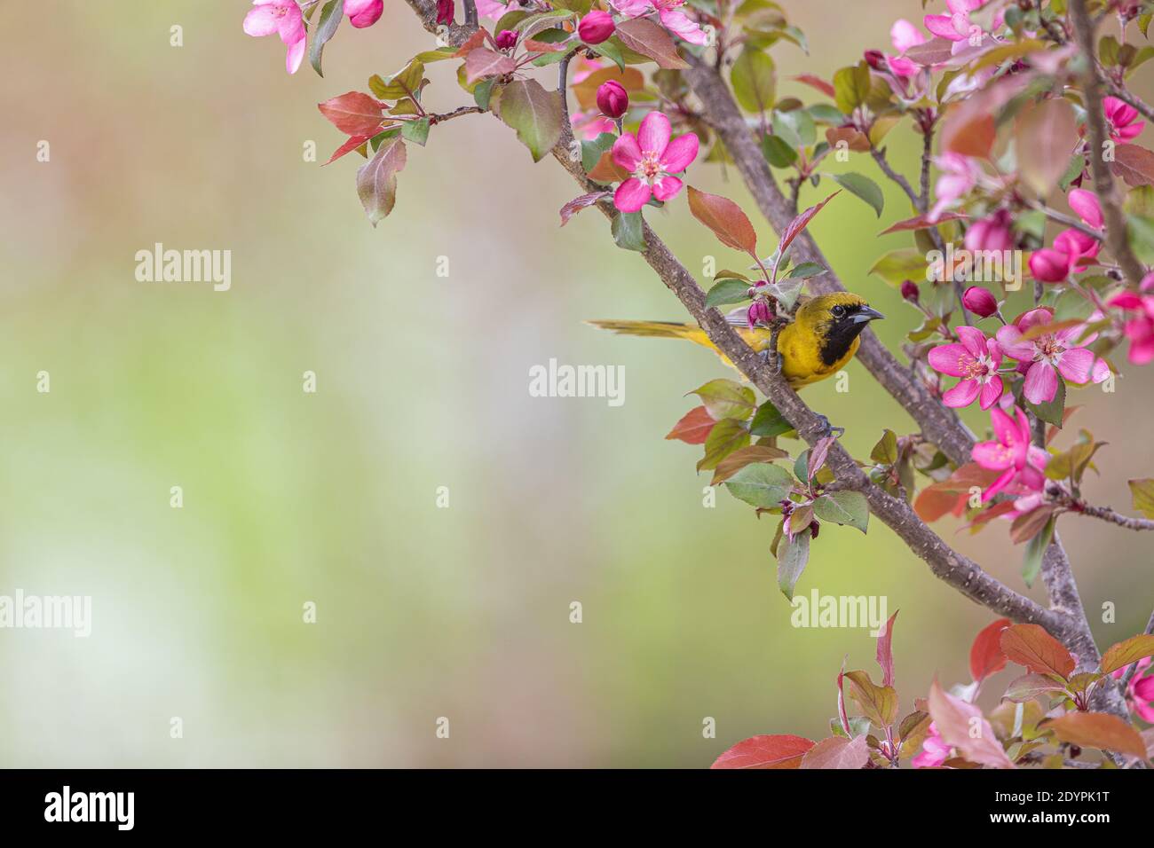 Unreife männliche Obstgarten Oriole in einem Krabbelbaum im Norden von Wisconsin. Stockfoto