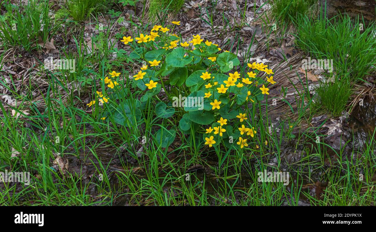 Marsh Ringelblume wächst im Norden von Wisconsin. Stockfoto