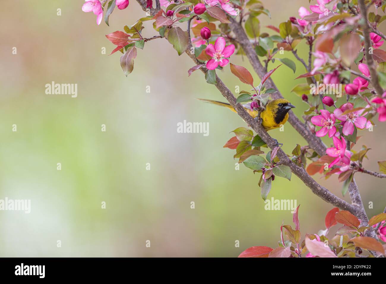 Unreife männliche Obstgarten Oriole in einem Krabbelbaum im Norden von Wisconsin. Stockfoto