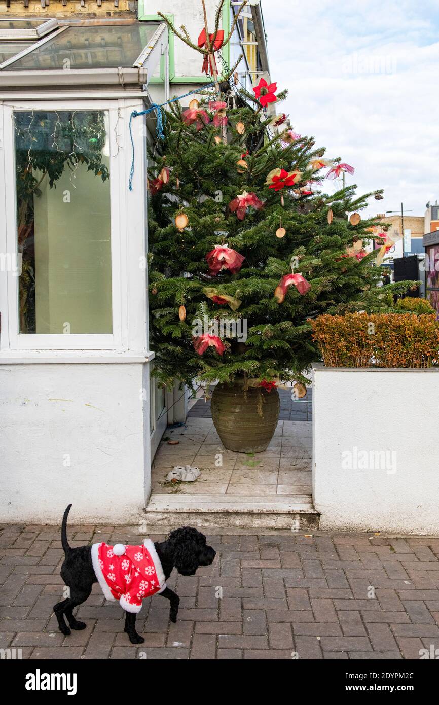 Ein Hund im Weihnachtsmann-Anzug geht an einem vorbei Weihnachtsbaum am Weihnachtstag Stockfoto
