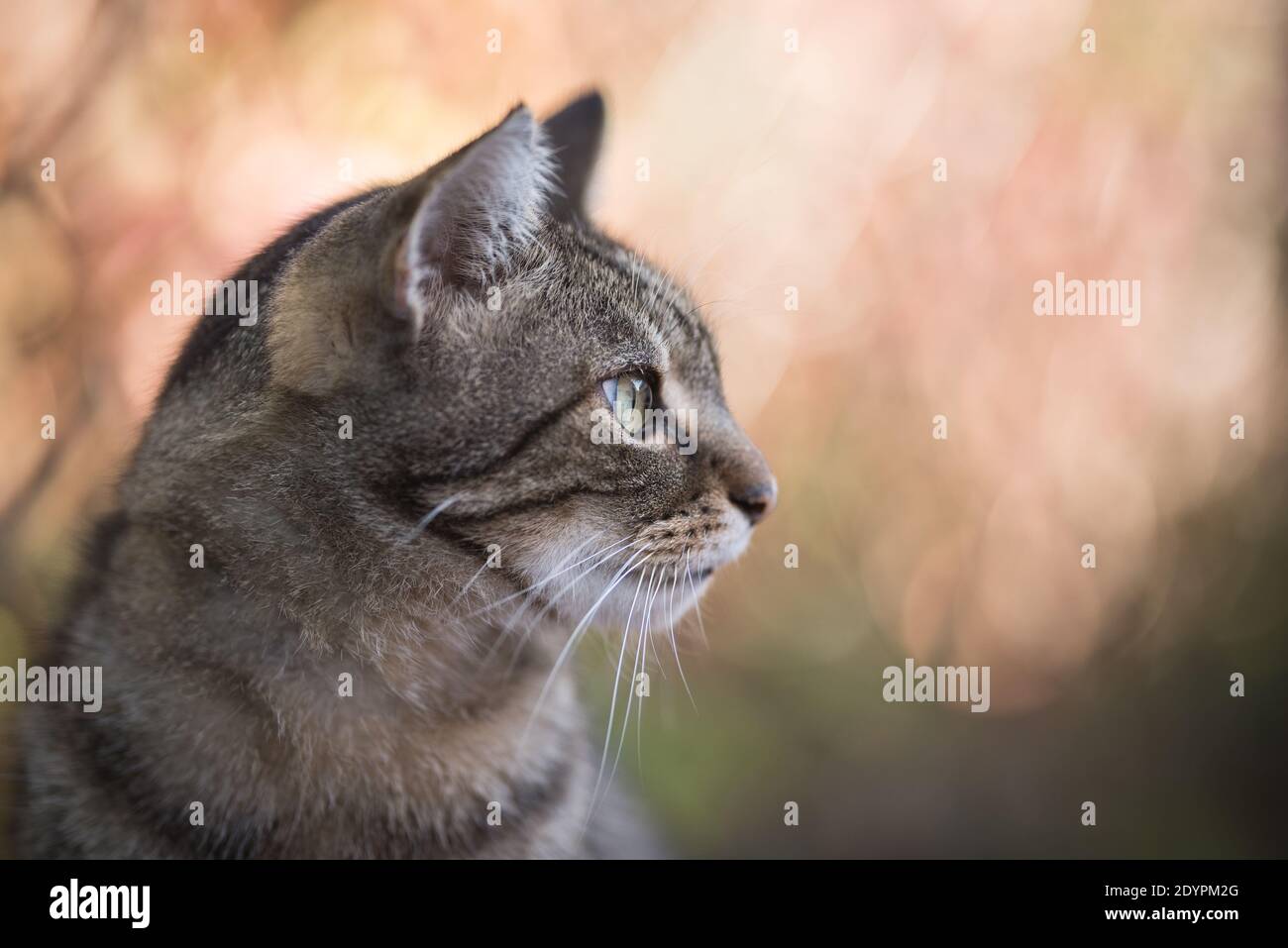 Tabby inländische Kurzhaar Katzenprofil Seitenansicht Stockfoto