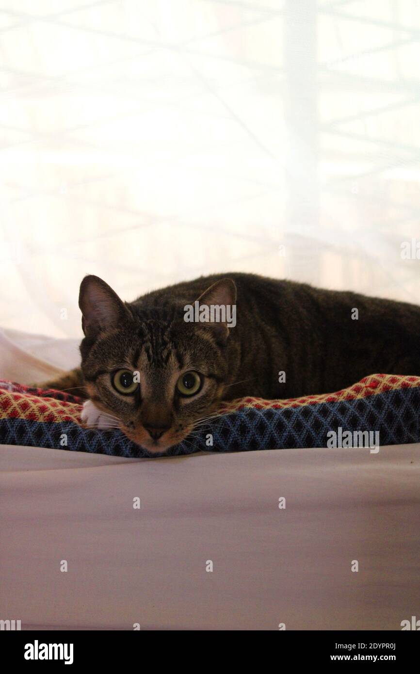 Eine süße Katze ruht auf dem Bett Stockfoto