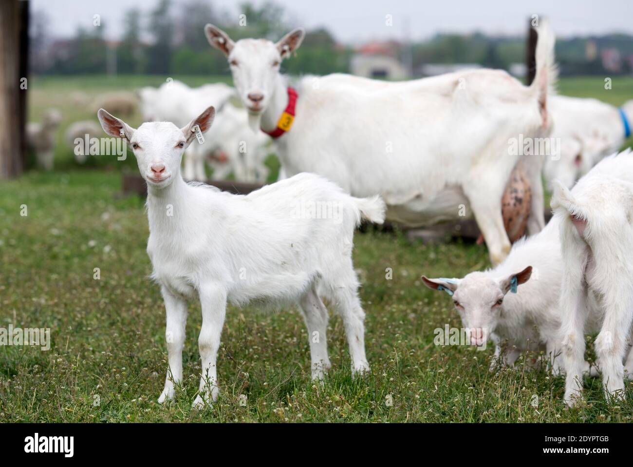 koza , plemeno Bílá krátkosrstá , Rohy , chov , domácí zvíře , kůzlata Stockfoto
