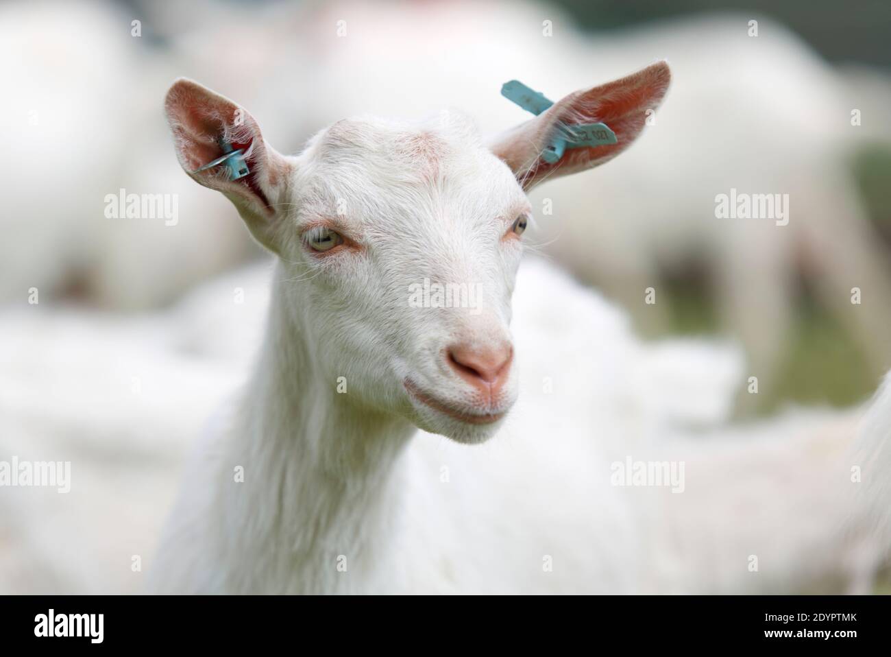 koza , plemeno Bílá krátkosrstá , Rohy , chov , domácí zvíře Stockfoto