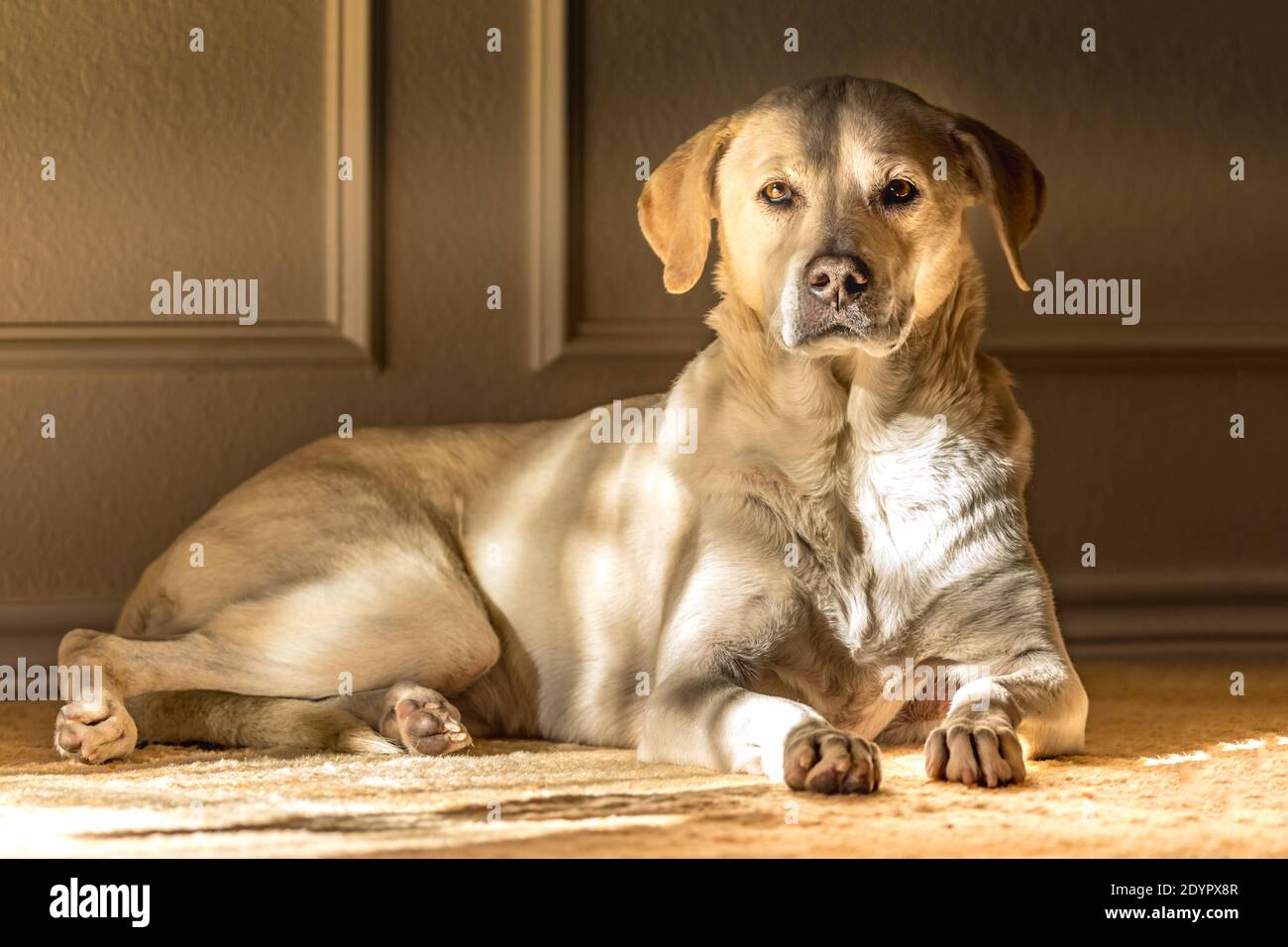 Portrait einer blonden weiblichen Labrador Retriever in Innenräumen Ein Teppich Stockfoto