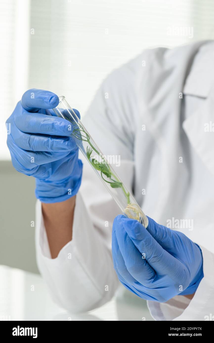 Hände der Laborarbeiterin in Handschuhen und in der Weißkochhaltung Kolben mit grünem, im Labor angebautem Soja-Sprossen während der wissenschaftlichen Arbeit Stockfoto