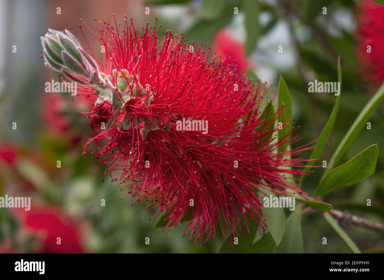 Nahaufnahme einer roten Flaschenbruselblume (Callistemon) Stockfoto