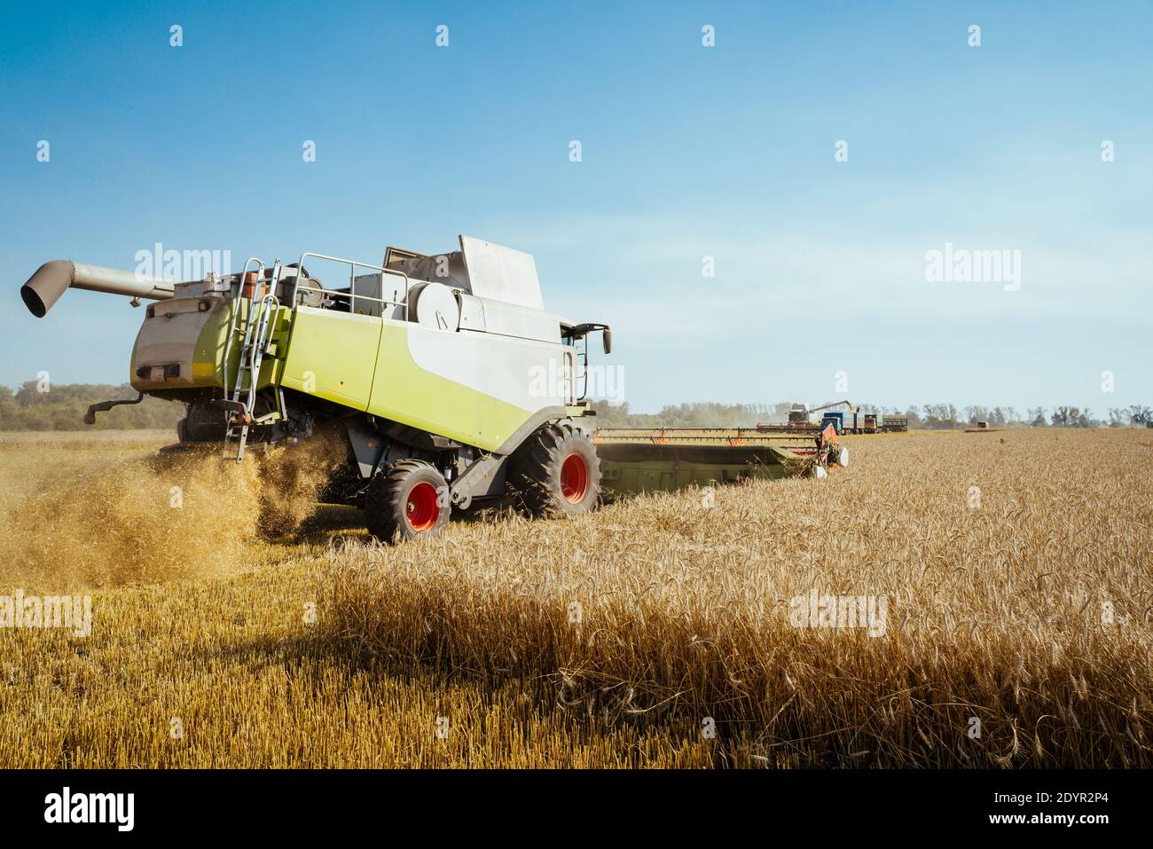 Mähdrescher ernten reifen Weizen. Reife Ähren gold Feld auf den Sonnenuntergang bewölkt orange Himmel Hintergrund. . Konzept für eine reiche Ernte. Landwirtschaft Stockfoto