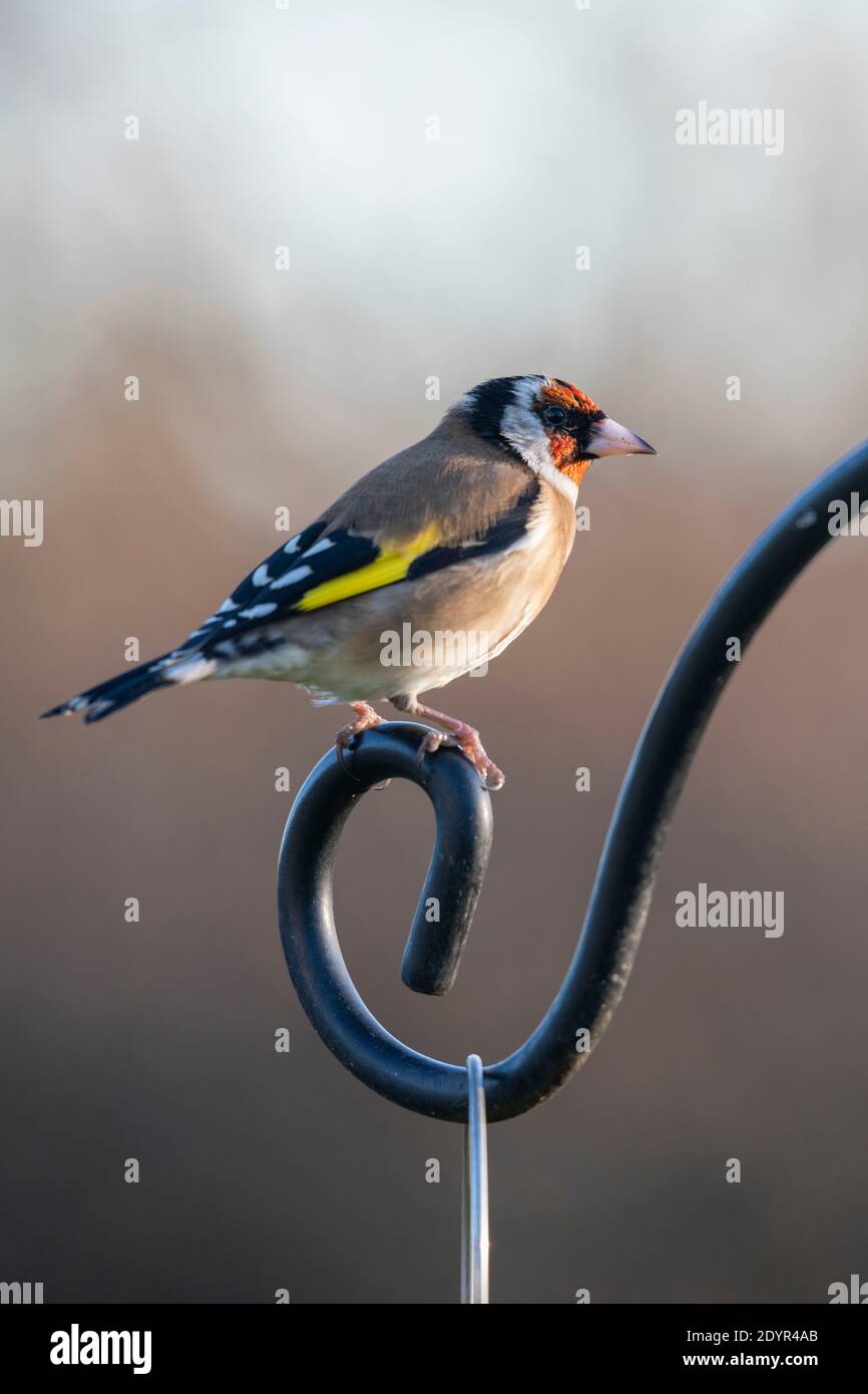 Ein Goldfink (Carduelis Carduelis) Stehen auf dem Hakenende eines Garten Vogel Fütterung Station Stockfoto