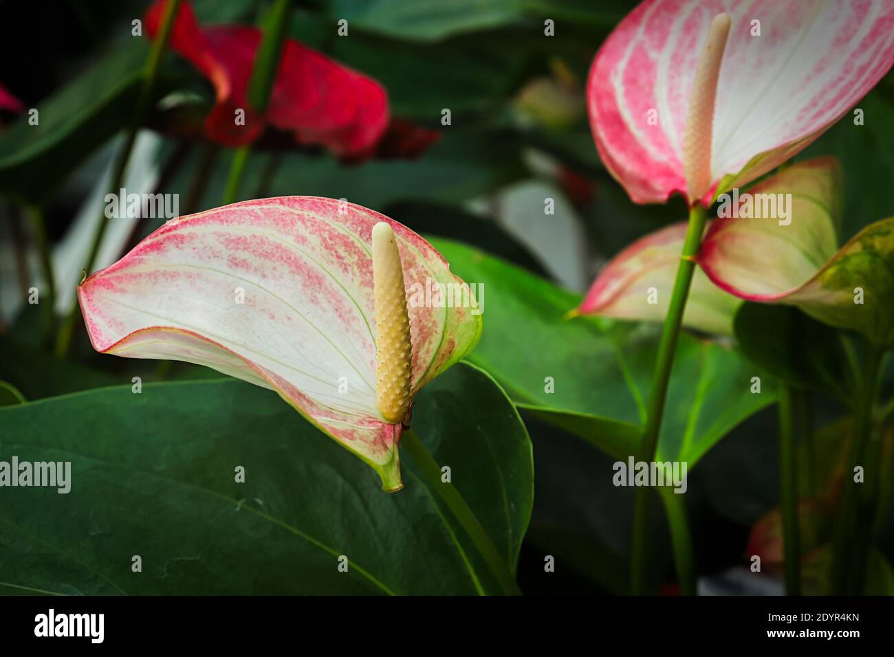 Seitenansicht des weißen Spadix auf einer Laceleaf-Pflanze. Stockfoto