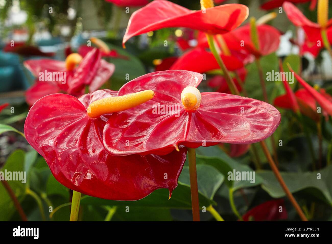 Nahaufnahme von bunten Anthurium-Blättern auf Pflanzen. Stockfoto