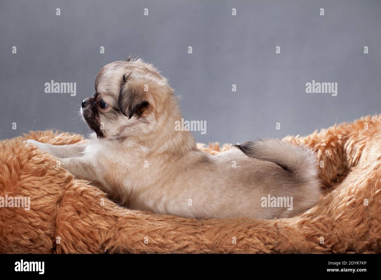 Ein Beige mit schwarzer Nase, ein niedlicher kleiner Welpe eines chihuahua streckte sich in voller Länge auf einem pelzigen roten Kissen auf einem grauen Hintergrund in einem Indoor s aus Stockfoto