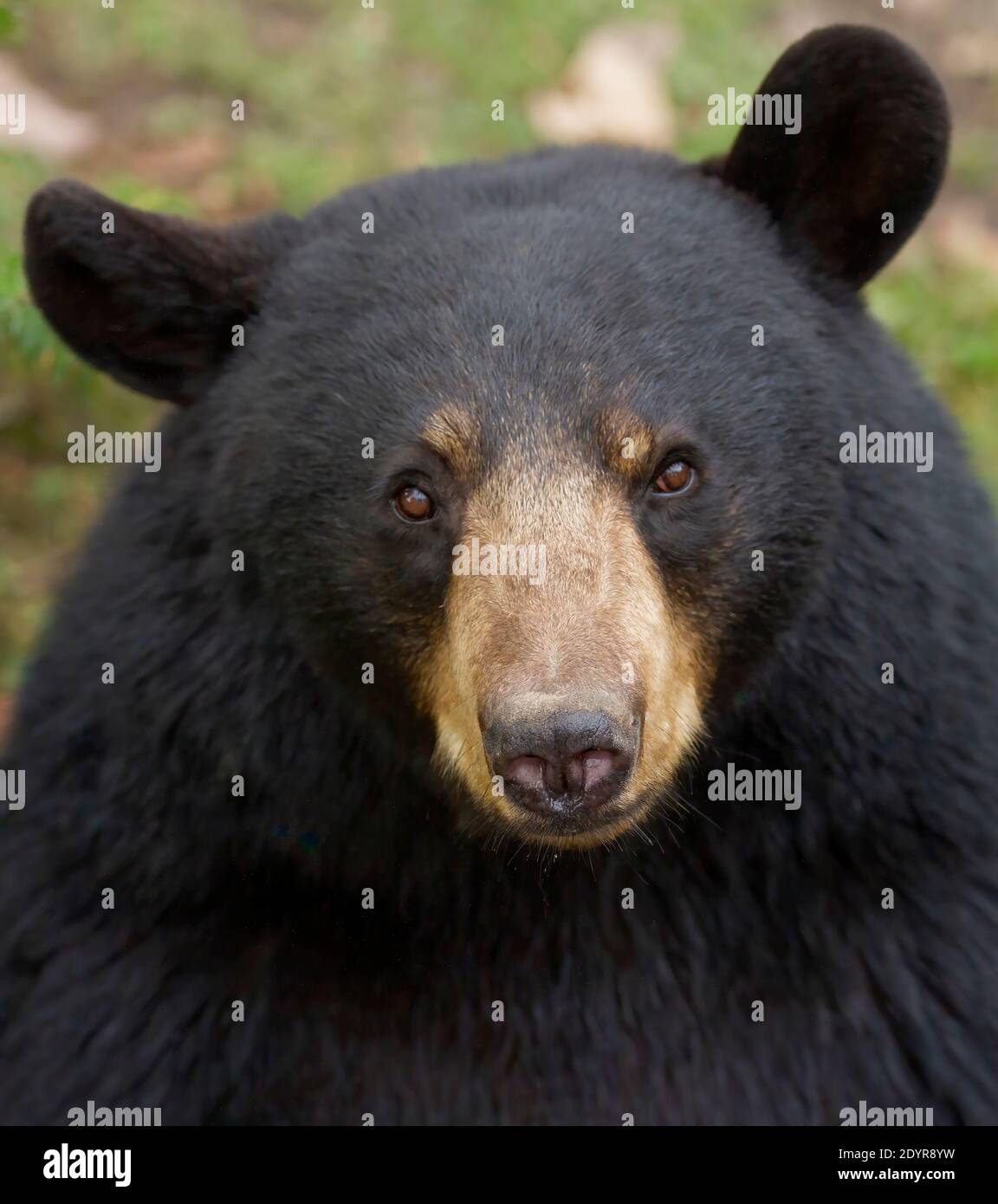 Black Bear Portrait auf der Wiese im Herbst in Kanada Stockfoto