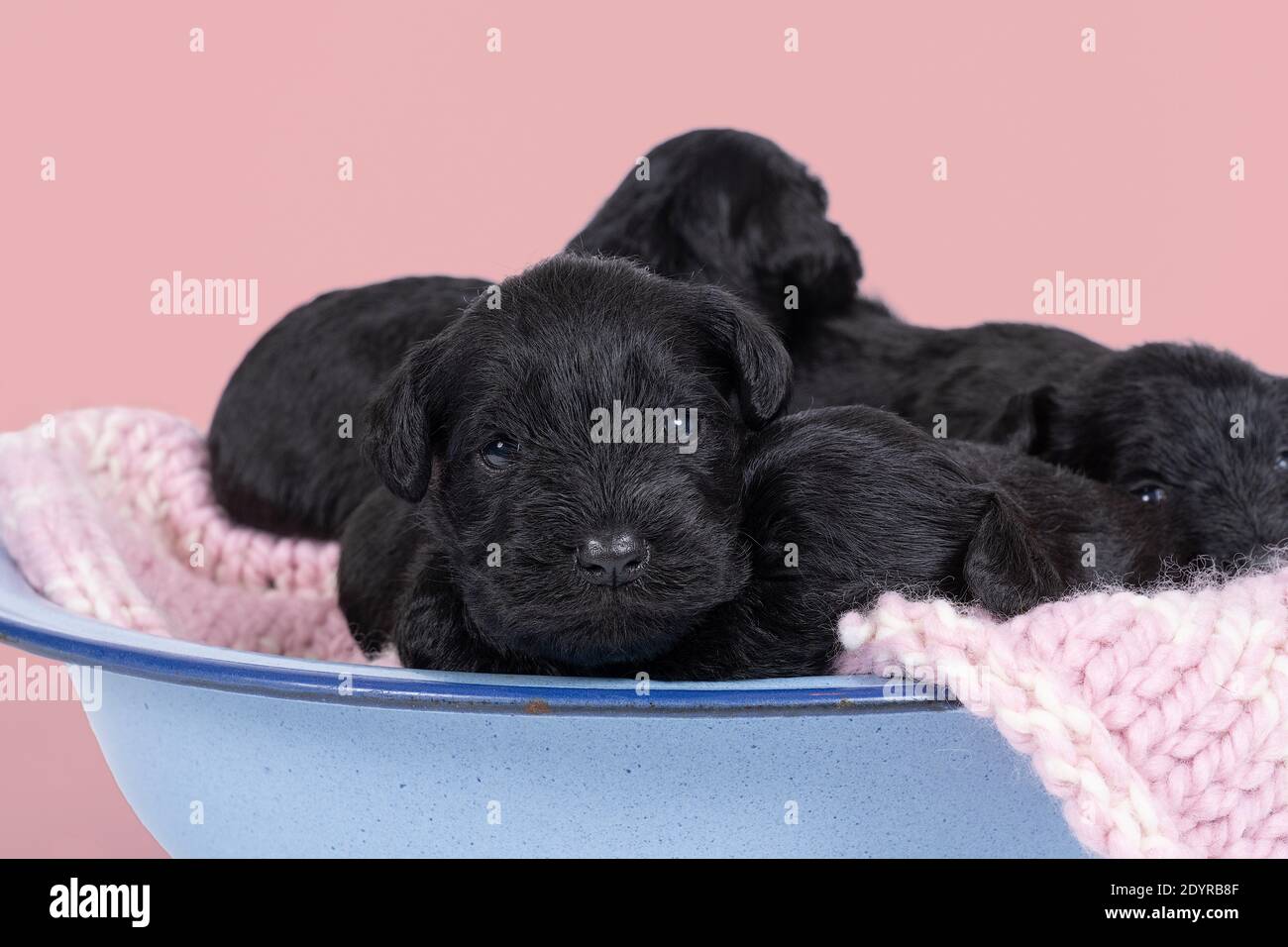 Vier niedliche Zwergschnauzer Welpen sitzen und liegen zusammen Eine blaue Schale isoliert auf einem rosa Hintergrund Stockfoto