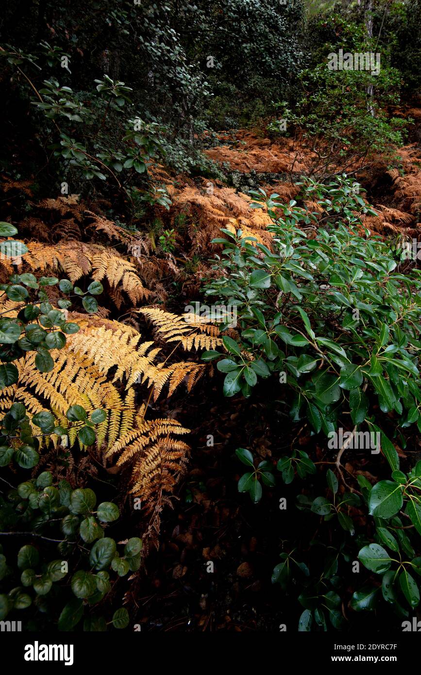 Herbstlandschaft mit gelben Pflanzen, Pteridium aquilinum Stockfoto