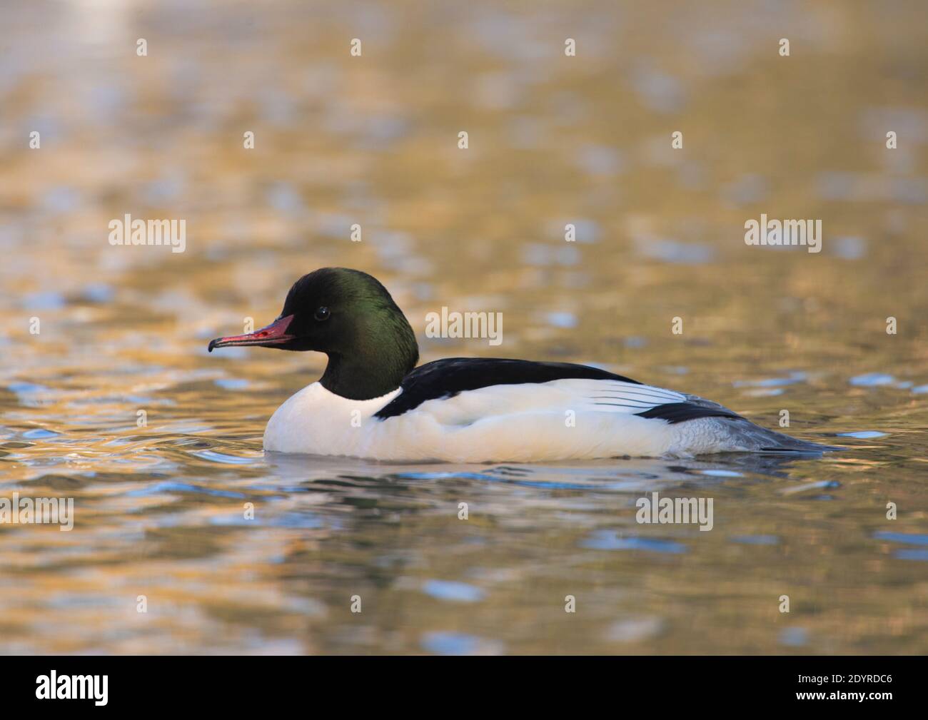 Männlicher Gänsehaut, Mergus merganser, Brent Reservoir, London, Vereinigtes Königreich, Britische Inseln Stockfoto