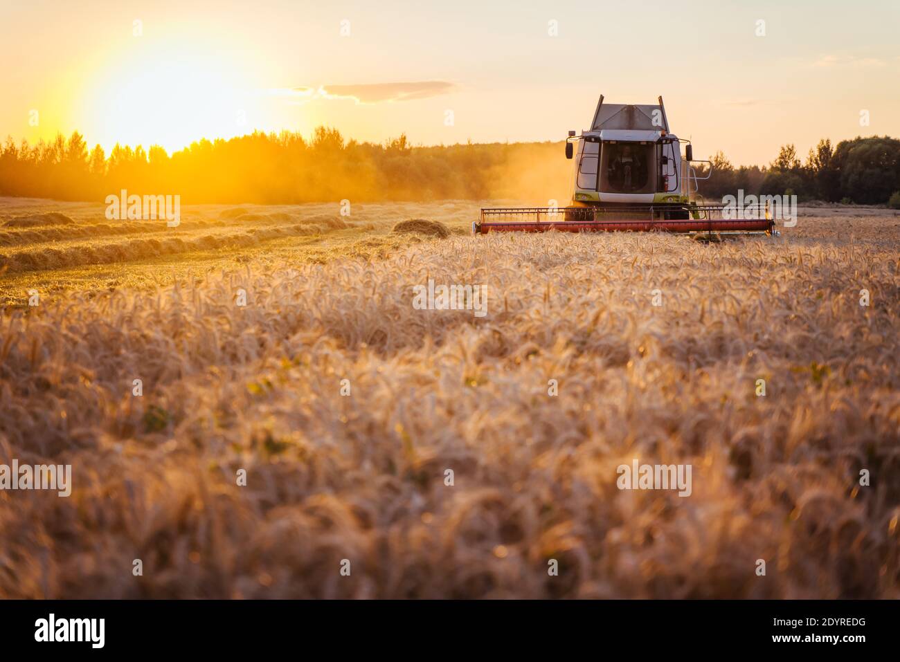 Mähdrescher ernten reifen Weizen. Reife Ähren gold Feld auf den Sonnenuntergang bewölkt orange Himmel Hintergrund. . Konzept für eine reiche Ernte. Landwirtschaft Stockfoto
