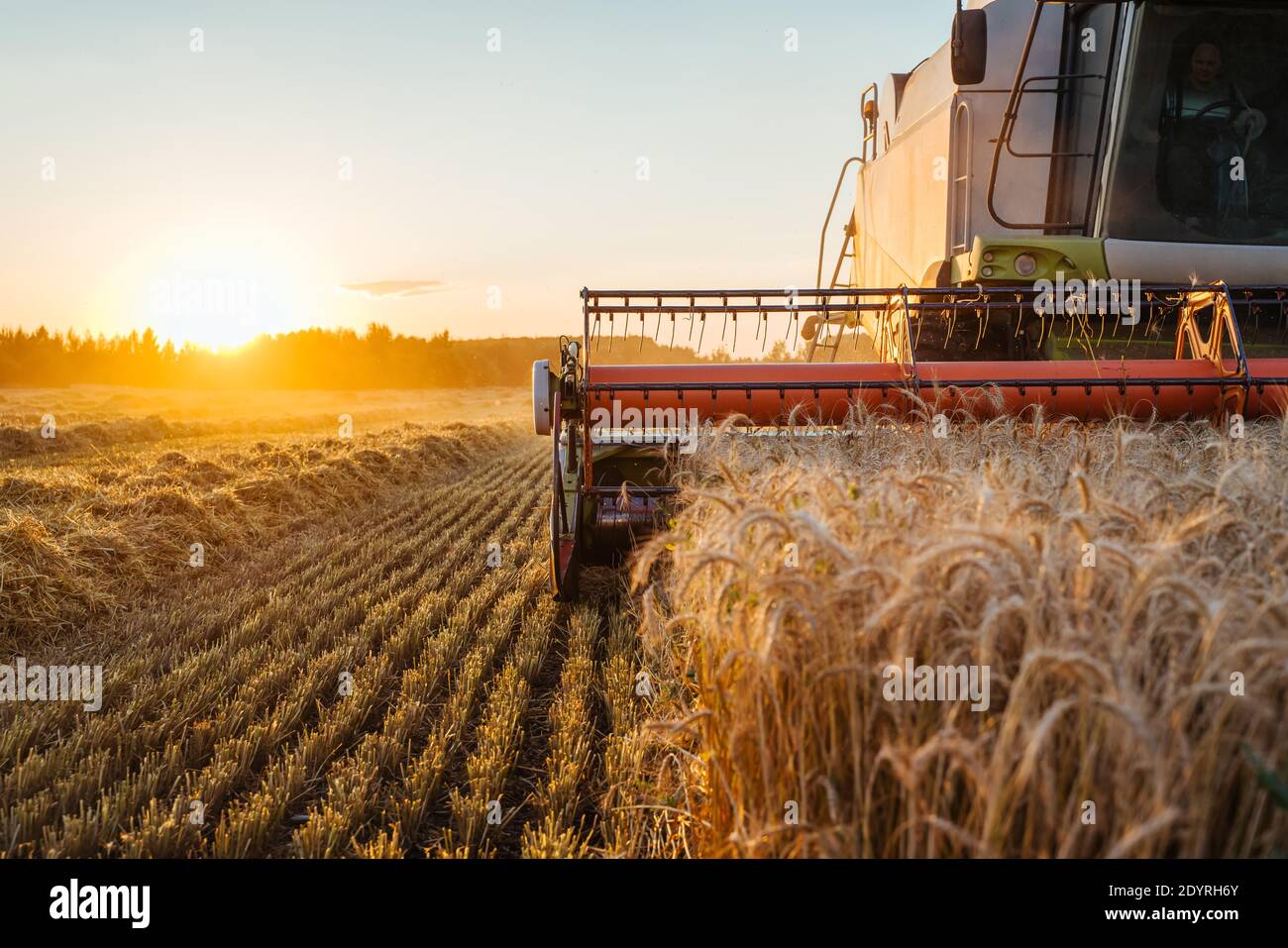 Mähdrescher ernten reifen Weizen. Reife Ähren gold Feld auf den Sonnenuntergang bewölkt orange Himmel Hintergrund. . Konzept für eine reiche Ernte. Landwirtschaft Stockfoto