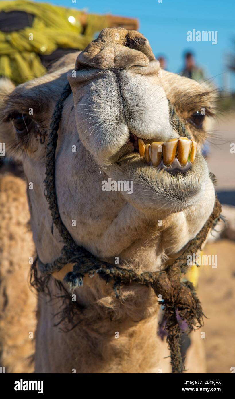 Nahaufnahme des Kamels in Maroc Stockfoto