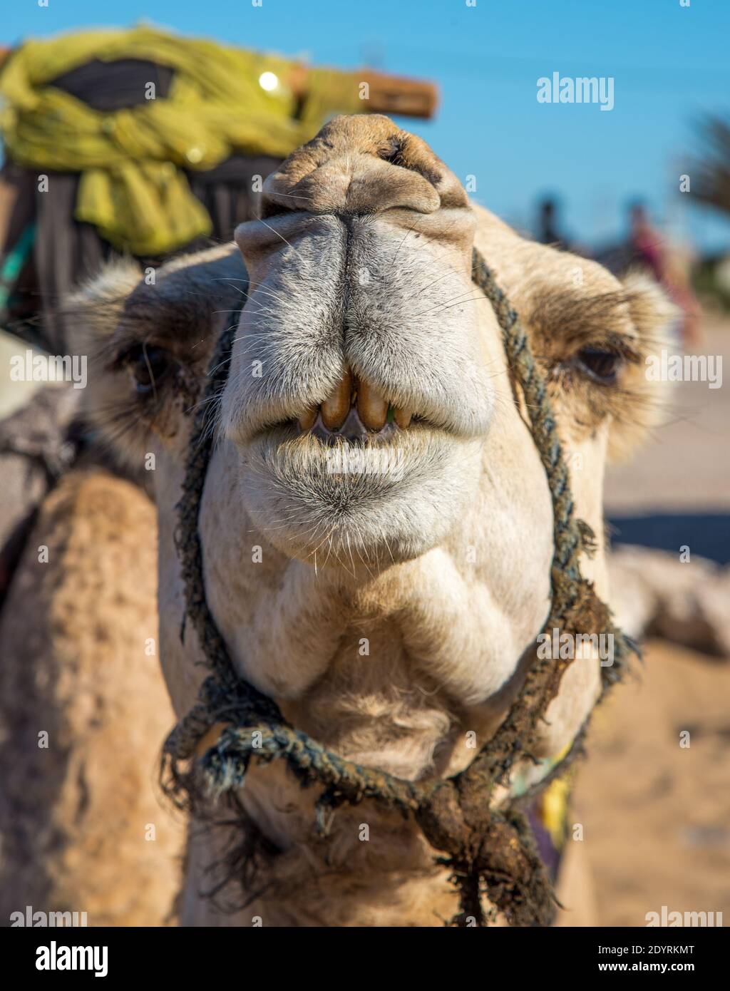 Nahaufnahme des Kamels in Maroc Stockfoto