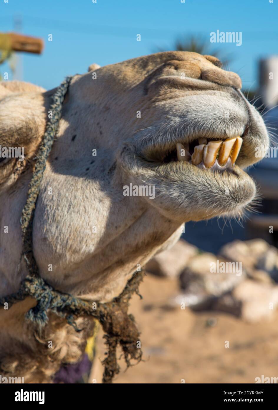 Nahaufnahme des Kamels in Maroc Stockfoto