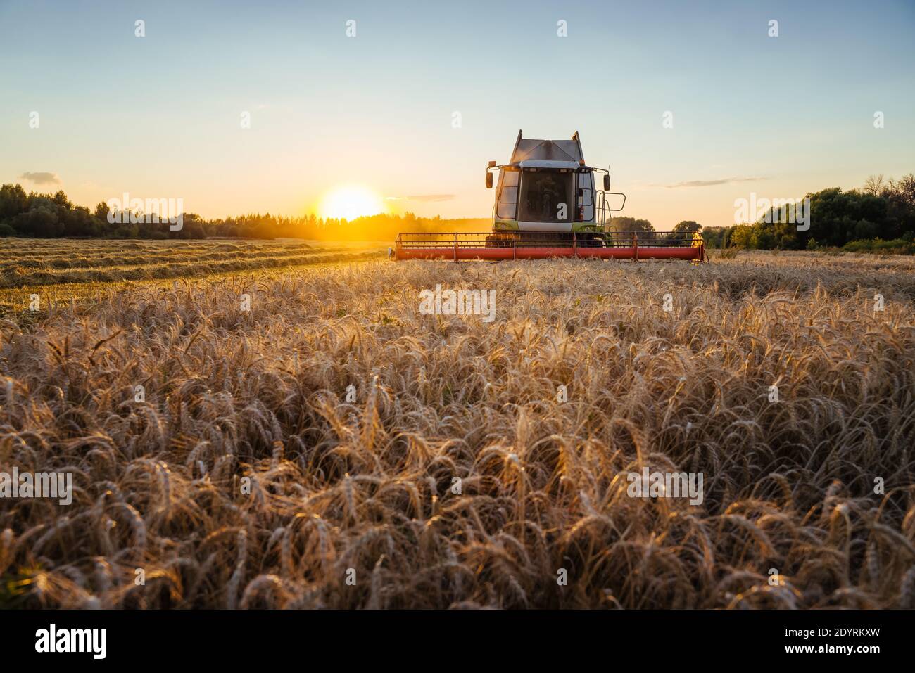 Mähdrescher ernten reifen Weizen. Reife Ähren gold Feld auf den Sonnenuntergang bewölkt orange Himmel Hintergrund. . Konzept für eine reiche Ernte. Landwirtschaft Stockfoto