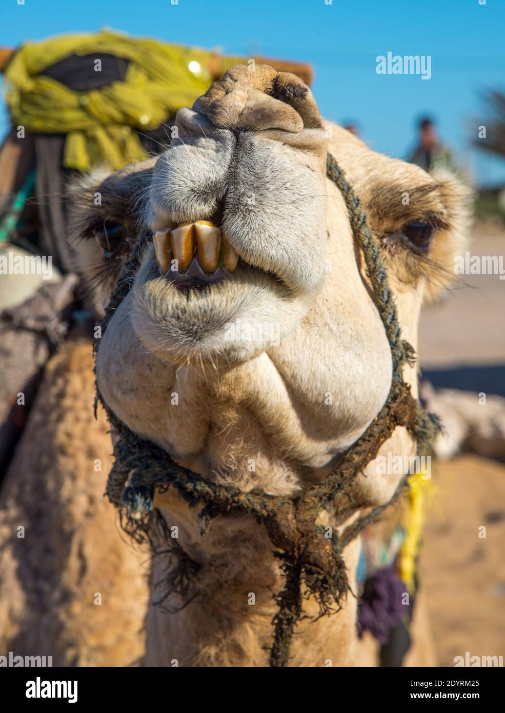 Nahaufnahme des Kamels in Maroc Stockfoto