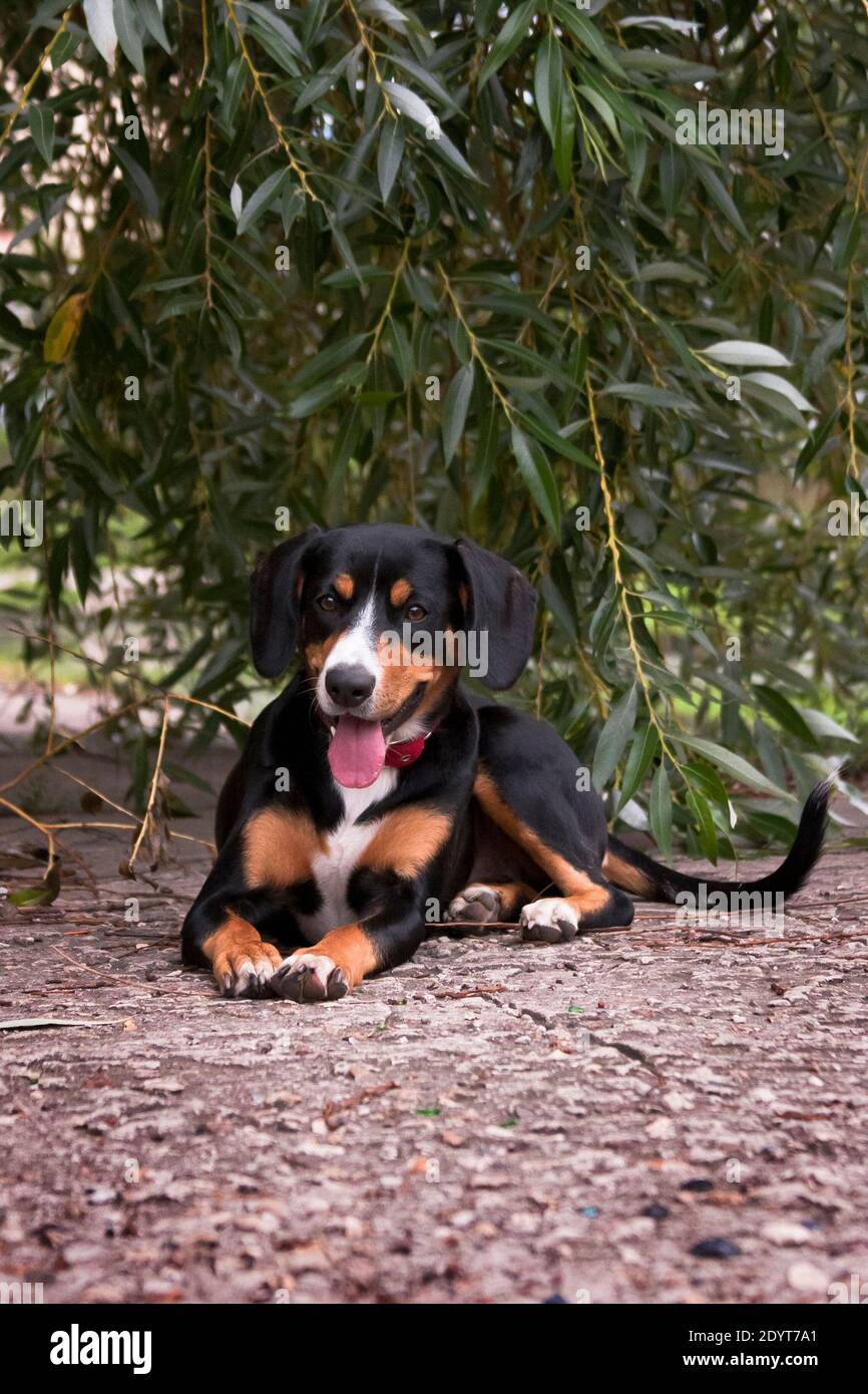 Schwarz gebrannte Bräune und Weißbrusthund, Schweizer Rasse Entlebucher Sennenhund, in einem roten Kragen, liegt unter einer Weide, im Sommer im Freien Stockfoto