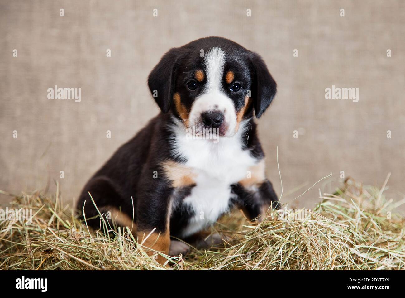 Ein schwarz-rot gebräunter und weißreihiger Welpe der Schweizer Breed Entlebuher Sennenhund sitzt drinnen auf einem Sackleinen in der studio auf getrocknetem Heu Stockfoto