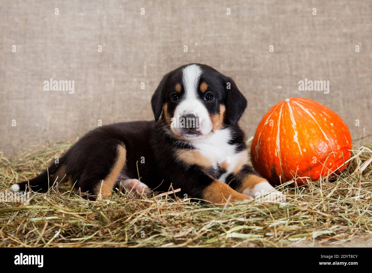 Ein schwarz-rot gebräunter und weißreihiger Welpe der Schweizer Breed Entlebuher Sennenhund liegt drinnen auf einem Sackleinen Das Studio auf getrocknetem Heu neben einem o Stockfoto