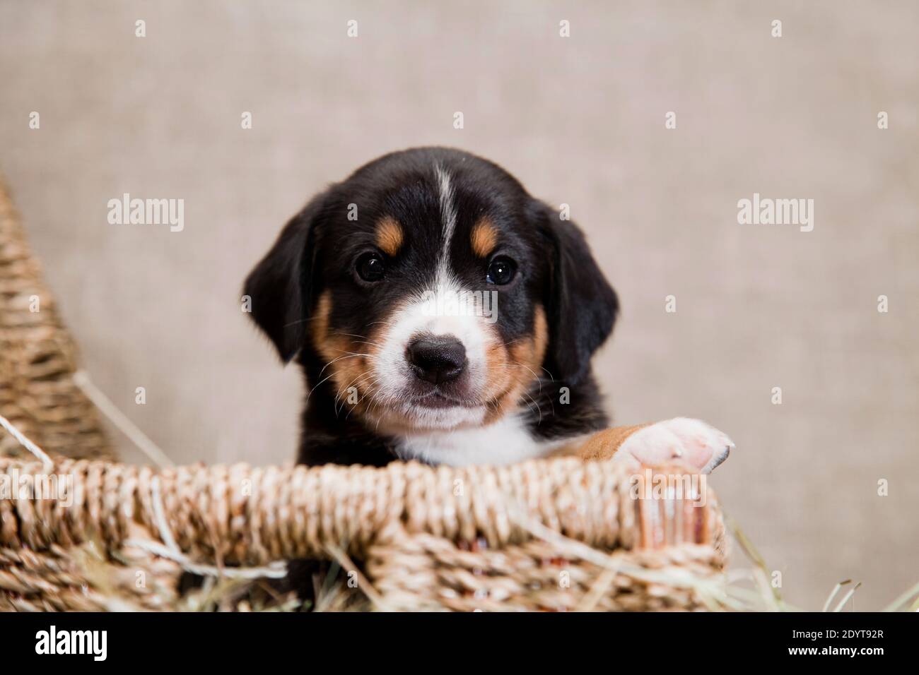 Ein schwarz-rot gebräunter und weißreihiger Welpe der Schweizer Breed Entlehucher Sennenhund guckt aus einem Korb drinnen auf einem Burlap im Studio Stockfoto