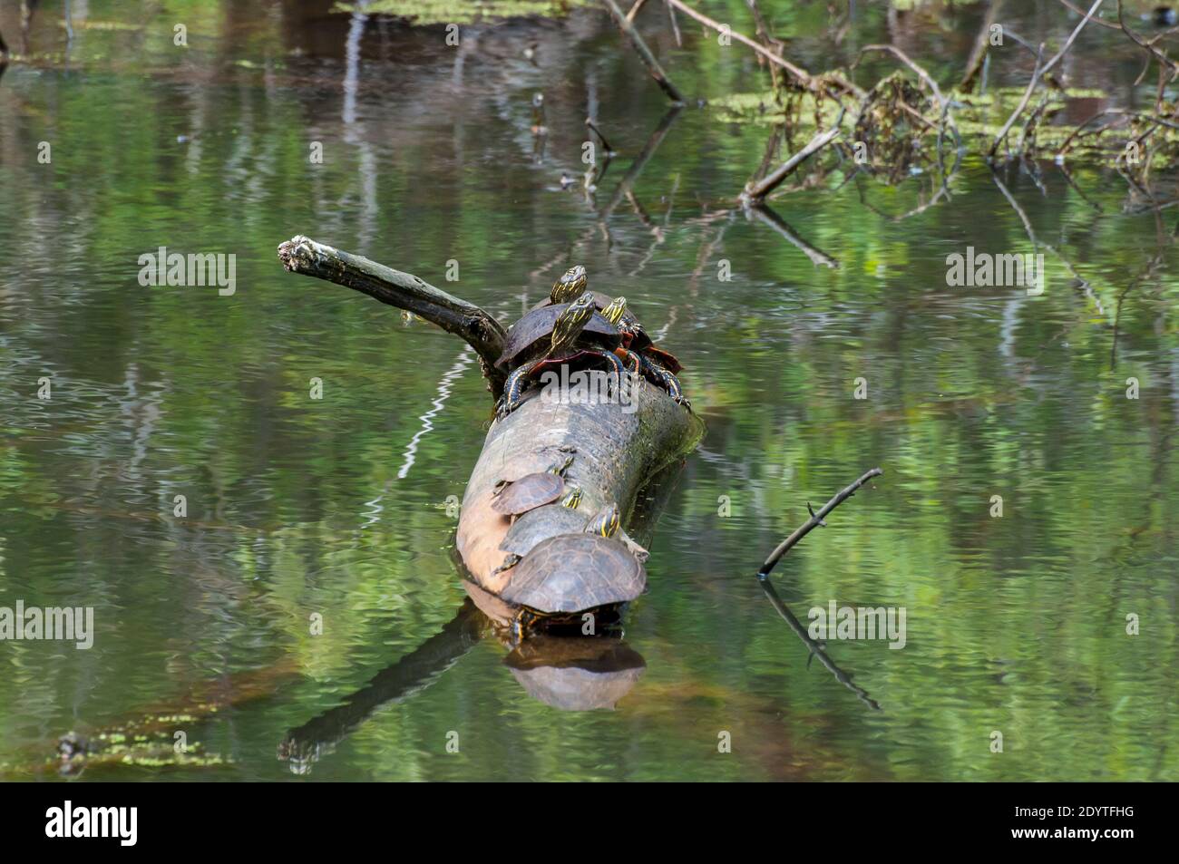 Vadnais Heights, Minnesota. Vadnais Lake Regional Park. Sieben Western Painted Turtles, Chrysemys picta bellii Sonnen auf einem Balken in einem Teich. Stockfoto