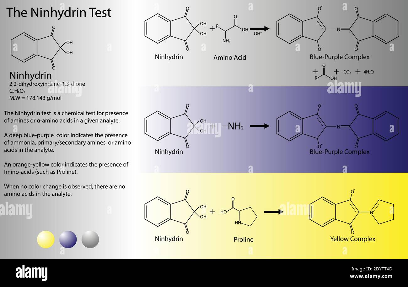 Ninhydrin-Test für Aminosäuren-Reaktionen. Chemische Gleichungen der organischen Chemie Experiment. 2D Molekulare Formel und Struktur von Ninhydrin. Stock Vektor