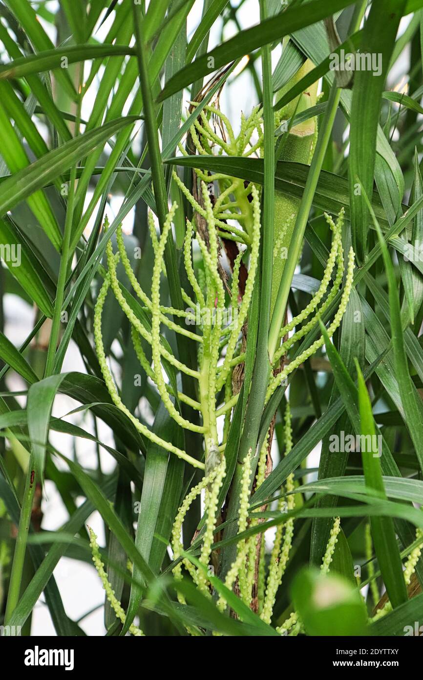 Vertikales Foto von Blütenstielen auf einer Bambuspalme. Stockfoto