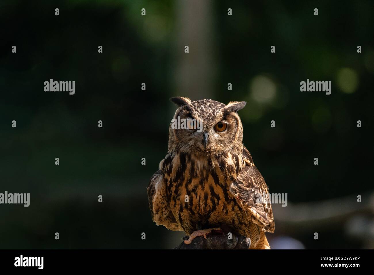 Porträt des eurasischen Adlerkauzes beobachtet, wie er auf einem Stamm mit den Resten einer Beute in seinen Krallen ruht, großer Greifvogel mit dunkelbraunem Gefieder Stockfoto