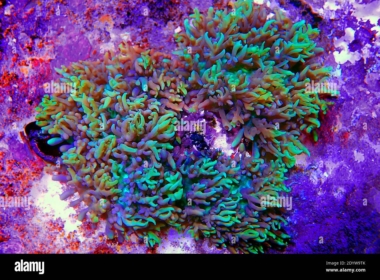 Bunte Rhodoctis Kolonie von Pilzweichkorallen Stockfoto