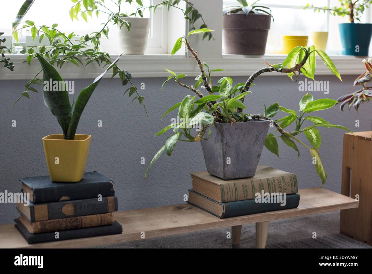 Topfpflanzen gestapelt auf antiken Büchern. Stockfoto
