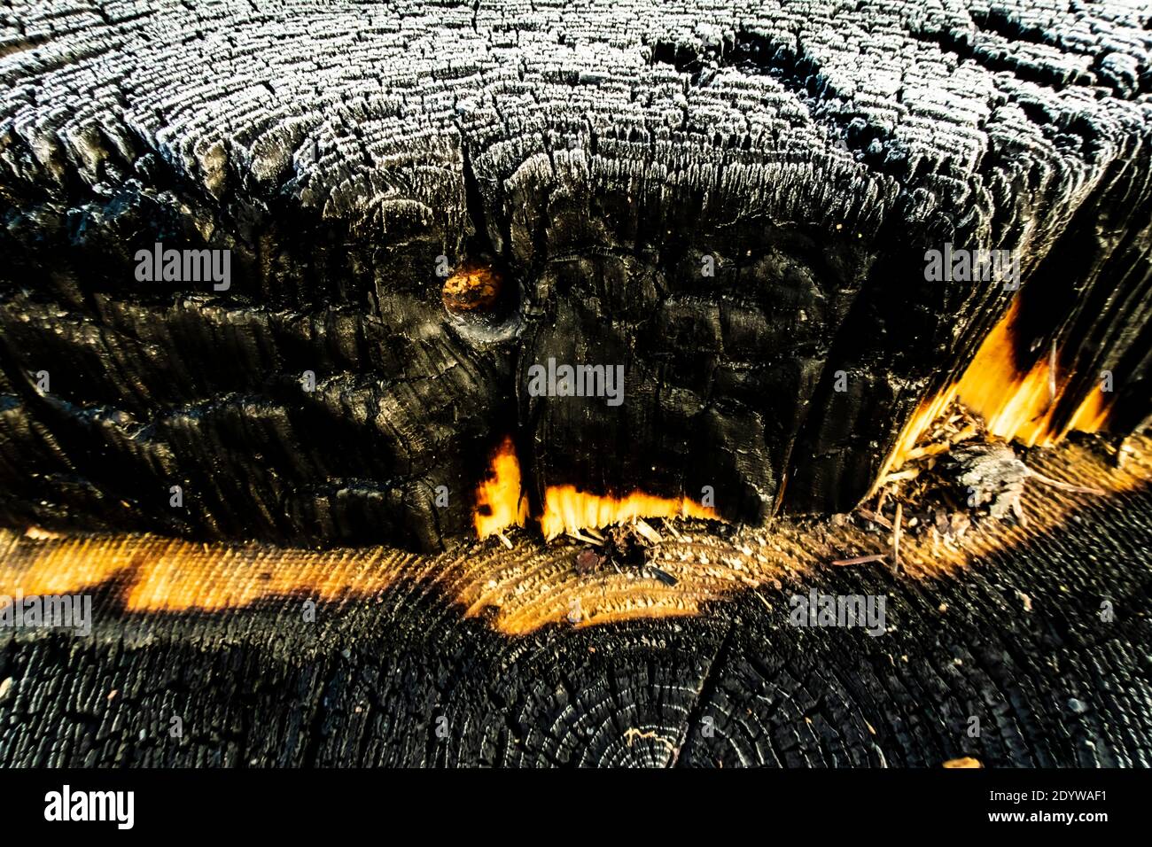 Schöner Schnitt eines Baumes mit Jahresringen und Rissen. Stockfoto